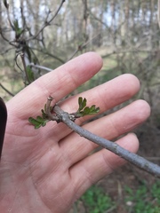 Sambucus nigra