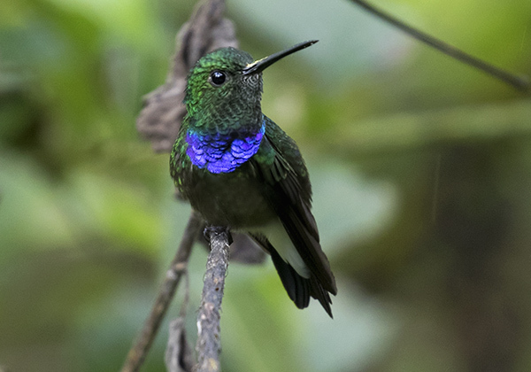 Purple-chested Hummingbird photo