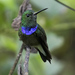 Purple-chested Hummingbird - Photo (c) Steven Easley, some rights reserved (CC BY-NC)