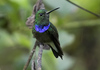 Purple-chested Hummingbird - Photo (c) Steven Easley, some rights reserved (CC BY-NC), uploaded by Steven Easley