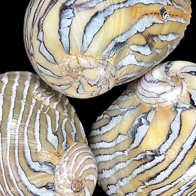 Vitta luteofasciata