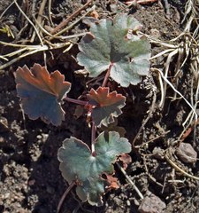 Heuchera parvifolia