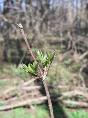Sambucus nigra