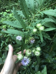 Baccharoides adoensis