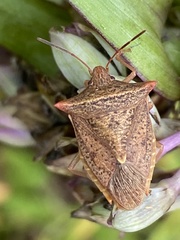 Euschistus ictericus