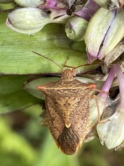 Euschistus ictericus