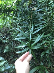 Podocarpus henkelii