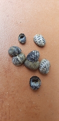 Nerita tessellata