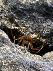 Loxosceles yucatana