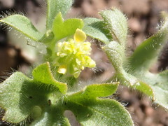 Ranunculus hebecarpus