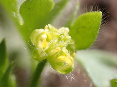 Ranunculus hebecarpus