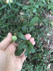 Putterlickia verrucosa