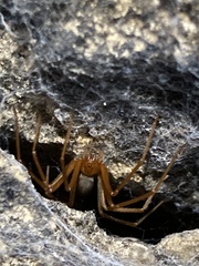 Loxosceles yucatana