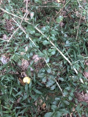 Putterlickia verrucosa