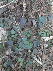 Geum urbanum