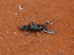 Entomobrya dorsalis