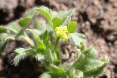 Ranunculus hebecarpus