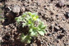 Ranunculus hebecarpus