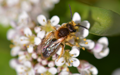 Andrena haemorrhoa