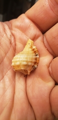 Cymatiidae