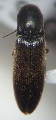 Dalopius corvinus