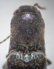 Dalopius corvinus