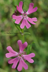 Silene pendula