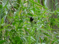 Sporophila nigricollis