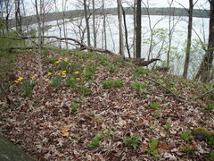 Primula meadia