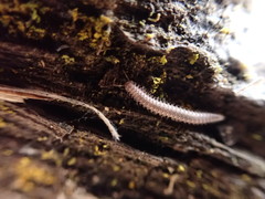 Apterourus