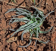 Nothocalais cuspidata