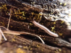 Apterourus