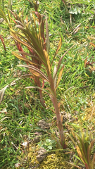 Chamaenerion angustifolium