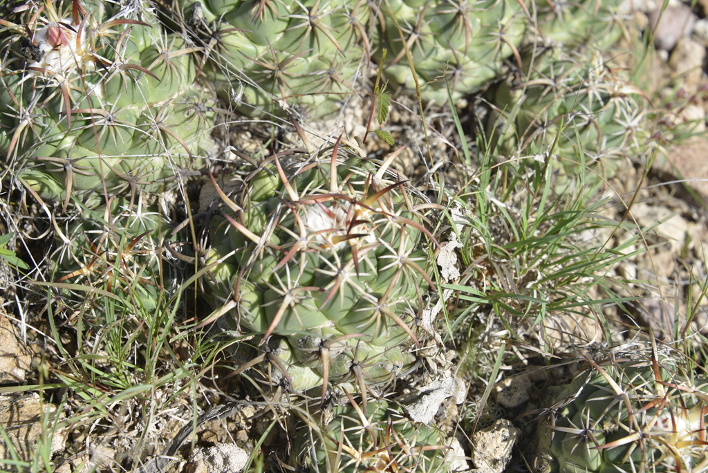 Coryphantha tripugionacantha