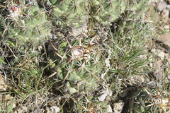 Coryphantha tripugionacantha