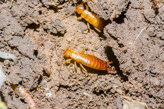 Chelidurella