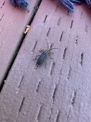 Enoploderes vitticollis