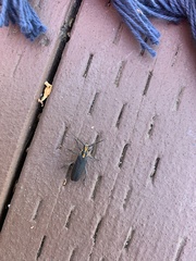 Enoploderes vitticollis