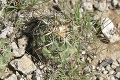 Coryphantha tripugionacantha
