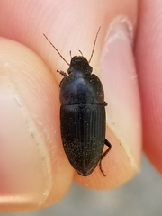 Anisodactylus rusticus