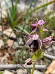Ophrys bertolonii balearica