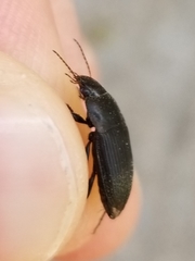 Anisodactylus rusticus
