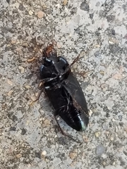 Anisodactylus rusticus