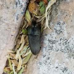 Anisodactylus rusticus