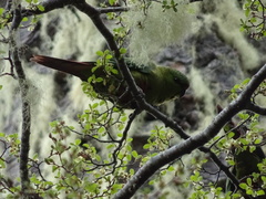 Enicognathus ferrugineus