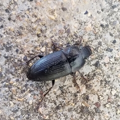 Anisodactylus rusticus