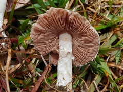 Agaricus argyropotamicus