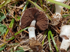 Agaricus argyropotamicus