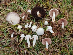 Agaricus argyropotamicus