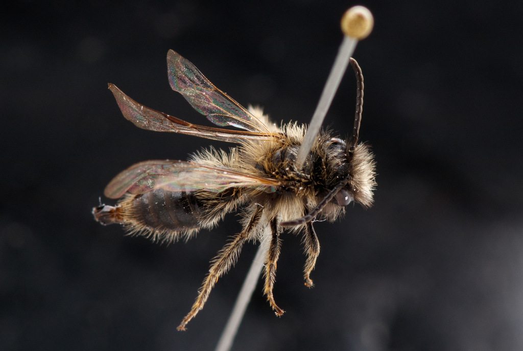 Andrena batava